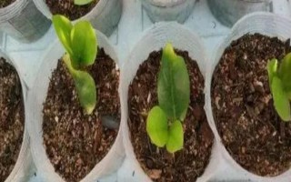 葉插移栽到盆里的時間，小苗直徑長到2-5厘米的時候便可移栽