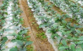 茄子的種植方法，選擇適應(yīng)當(dāng)?shù)胤N植的品種