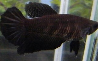 馬尾斗魚如何鑒別公母，公魚的魚鰭較大且長、母魚的魚鰭較短小