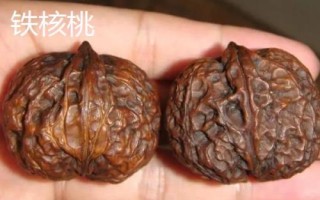 核桃樹上的蟲子是什么，常見蟲子為樗蠶蛾