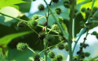 種100畝蓖麻能賺多少，收益為20-50萬不等