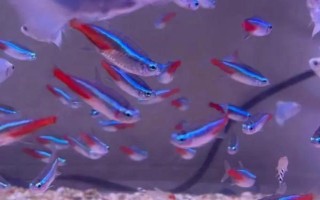 寶蓮燈魚身上有白點(diǎn)的原因，水溫過低或身體表面有小瓜蟲都會(huì)導(dǎo)致