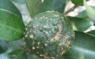 柑橘炭疽病怎么防治，定期噴施苯甲嘧菌酯等藥物