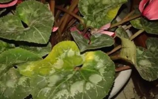 仙客來花落后如何處理，要對(duì)其進(jìn)行修剪