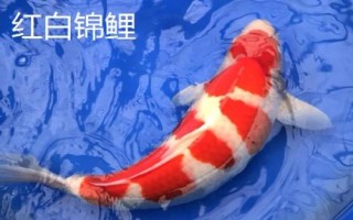 錦鯉的品種，不同品種的體色不同