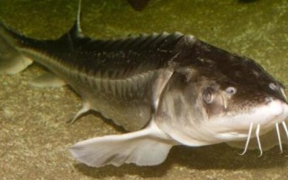 鰉魚介紹，屬于鱘科、鱘屬、達(dá)氏鰉種動物