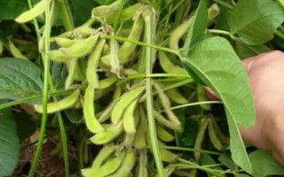 華夏10號大豆品種的特性，低肥力地塊6萬株