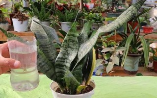 虎耳蘭的種植方法，生長期間讓土壤保持濕潤