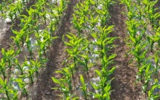 DF736玉米種簡介，中抗莖腐病（26.2%MR）