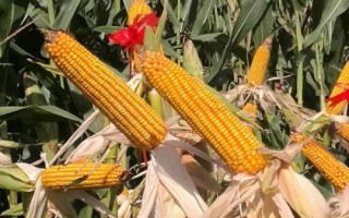 金苑玉109玉米品種的特性，適宜密度4500株/畝左右