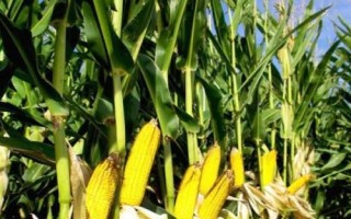 鯤玉16玉米種簡介，春播平均生育期134.5天