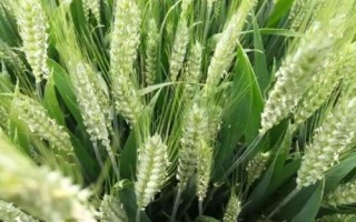 荃興168小麥品種簡介，為中筋品種