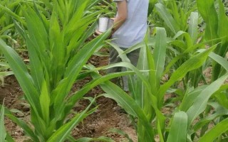 新玉74號玉米種子特點(diǎn)，生育期南疆復(fù)播93天左右