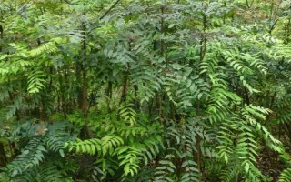 關(guān)黃柏的種植時間，一般為2-4月份