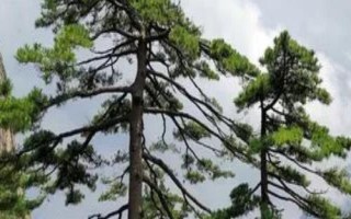 有哪些常見的裸子植物，包括松樹、柏樹、銀杏樹等品種
