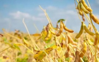 菏豆36號(hào)大豆種子特征特性，夏播生育期平均100.5天
