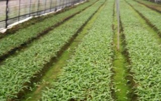白芨一畝要多少種苗，一畝需8000-10000株種苗