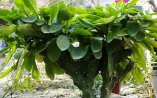麒麟掌有毒嗎，其汁液有毒