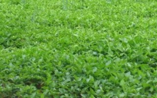 半夏種子的價格與種植技術(shù)，市場售價一斤大約需要35-50元左右