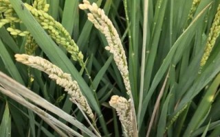 嘉禾優(yōu)123水稻種子簡(jiǎn)介，每畝插足基本苗8萬(wàn)以上