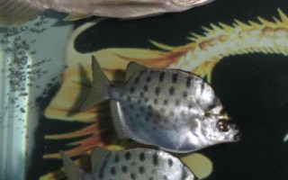 銀鼓魚好不好養(yǎng)，飼養(yǎng)難度較大
