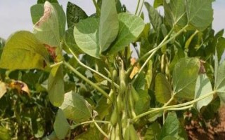 吉育3512大豆品種的特性，8月中旬及時防治大豆食心蟲