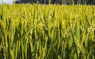 華育5505水稻品種的特性，4月中旬播種