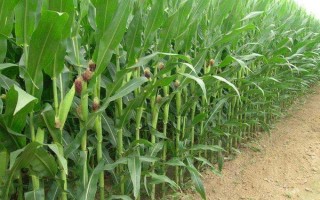 甘宇301玉米品種簡(jiǎn)介，種植密度每畝6500株