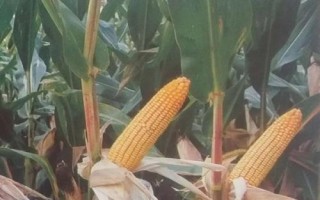 辰諾505（利禾710）玉米種子特點，出苗至成熟134.7天