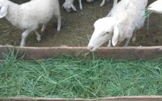 圈養(yǎng)羊飼料配方，可以在飼料中添加牧草和紅薯藤