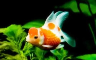 小金魚眼睛掉了怎么辦，需保持水質(zhì)的清潔并用敵百蟲藥浴