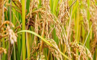 平安粳稻6號水稻種子特點，生育期間注意稻瘟病的防治