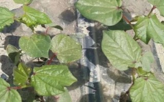 棉花僵苗的原因及防治方法，移栽時(shí)溫差過大或施肥不當(dāng)都會導(dǎo)致