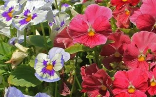 蝴蝶花有什么花語，具有請思念我、沉默的愛等寓意