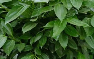 平安樹(shù)怎么施肥，禁用高濃度化肥液