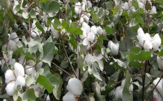 鑫秋4號棉花種子介紹，轉(zhuǎn)抗蟲基因中熟常規(guī)品種