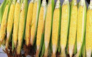 農(nóng)大372玉米品種簡介，生育期127天左右