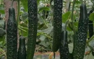 黃瓜的畝產(chǎn)量，大棚種植的黃瓜畝產(chǎn)36000斤左右