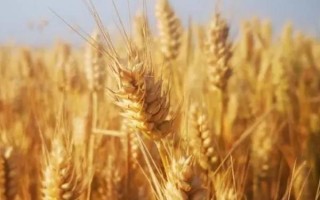 隴春31號小麥品種的特性，畝播種量15-18公斤