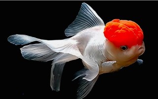 金魚的魚鰭數(shù)量，分為尾鰭、臀鰭、背鰭、腹鰭、胸鰭這5個