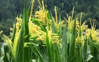 中科玉505R玉米種簡介，播種密度4500株/畝