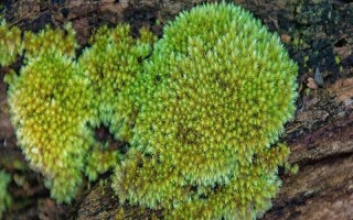 野生苔蘚冬季會不會死亡，進入休眠狀態(tài)后依然存活
