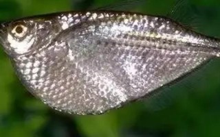 銀燕子燈魚(yú)好不好養(yǎng)，飼養(yǎng)難度比較低