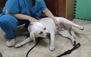 狗狗突然嘔吐的原因，可能是吃的太多所致