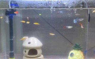 魚缸如何換水，一般采用熱水兌冷水的方式