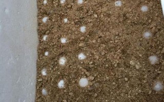 甲魚的繁殖技術(shù)介紹，砂質(zhì)濕度決定孵化率