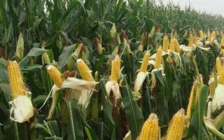 沈糯7號玉米種子特征特性，適宜密度為3500株/畝左右