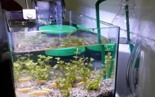 怎么才能讓魚缸里的死水變成活水，最好安裝一個(gè)過(guò)濾器