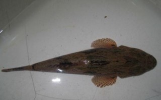 一畝沙塘鱧的養(yǎng)殖成本，飼料費用占比較高