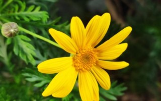 菊花屬于喜陰還是喜陽(yáng)植物，需要養(yǎng)在光線較好的環(huán)境中